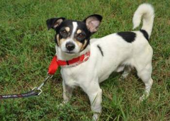 Parson Russell Terrier and Mixed Breed Dogs Available for Adoption in West Chester, Pennsylvania - Russel FKA Bentley | PetCurious
