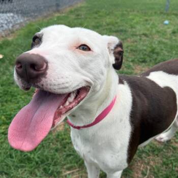 Mixed Breed Dogs Available for Adoption in Jacksonville, Arkansas - Sabine | PetCurious