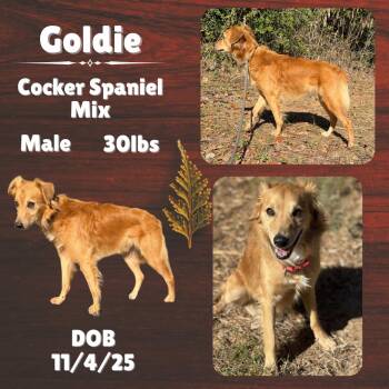 Rescue Cocker Spaniel Dogs for Adoption in Caldwell, Texas - Goldie | PetCurious