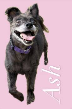 Rescue Papillon and Chihuahua Dogs for Adoption in Worcester, Massachusetts - Ash | PetCurious