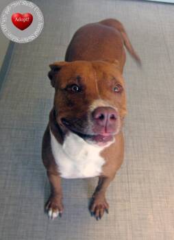 Charlotte Yrly 241 -  Pit Bull Terrier Dog for Adoption in Sidney, Ohio - Charlotte Yrly 241 | PetCurious