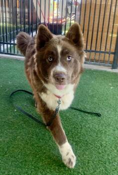 Australian Shepherd Dogs Available for Adoption - Skye | PetCurious