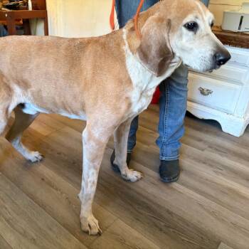 Reggie -  Redbone Coonhound and Hound Dog for Adoption in Corvallis, Oregon - Reggie | PetCurious