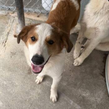 Keesha -  Mixed Breed Dog for Adoption in Jefferson City, Tennessee - Keesha | PetCurious