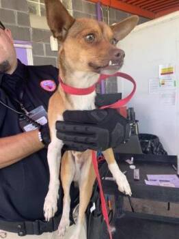Chihuahua and Mixed Breed Dogs Available for Adoption in El Paso, Texas - 60832868 | PetCurious
