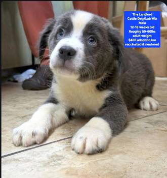 The Landlord -  Cattle Dog and Labrador Retriever Dog for Adoption in Oviedo, Florida - The Landlord | PetCurious