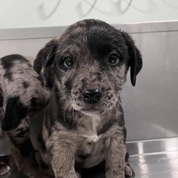Cattle Dog and Shepherd Dogs Available for Adoption in Washburn, Missouri - Venus | PetCurious