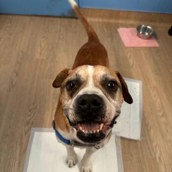 Boxer Dogs Available for Adoption in San Francisco, California - Honcho 14108 | PetCurious