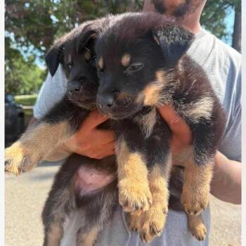 Ashley -  Mixed Breed Dog for Adoption in East Hanover, New Jersey - Ashley | PetCurious
