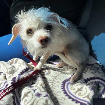 Chihuahua Dogs Available for Adoption in Harrisville, West Virginia - Poppy | PetCurious
