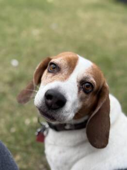Huxley -  Beagle Dog for Adoption in El Mirage, Arizona - Huxley | PetCurious
