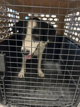 Venus -  Border Collie and Mixed Breed Dog for Adoption in Fresno, California - Venus | PetCurious