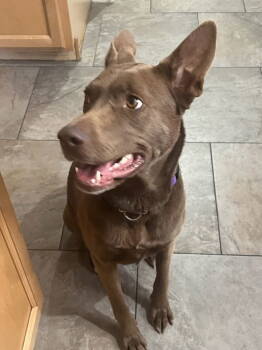Rescue Australian Kelpie and Shepherd Dogs for Adoption in Chandler, Arizona - MARGO | PetCurious