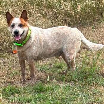 Fiesty -  Cattle Dog Dog for Adoption in Hackett, Arkansas - Fiesty | PetCurious