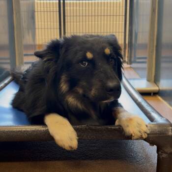 Simon 22469 -  Husky and Mixed Breed Dog for Adoption in Cumming, Georgia - Simon 22469 | PetCurious