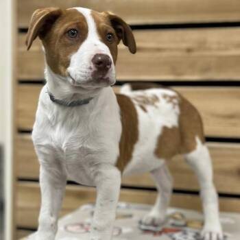 Basset Hound and Pit Bull Terrier Dogs Available for Adoption in Atlanta, Texas - Doocy | PetCurious