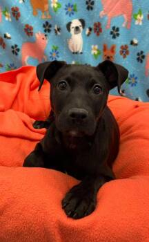 AZALEA -  Mixed Breed Dog for Adoption in Holbrook, New York - AZALEA | PetCurious