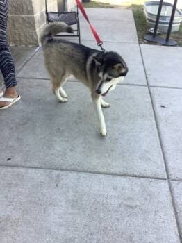 Rescue Husky and Mixed Breed Dogs for Adoption in Fort Worth, Texas - D2 | PetCurious