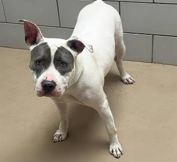 Chipmunk -  Mixed Breed Dog for Adoption in Nashville, Tennessee - Chipmunk | PetCurious