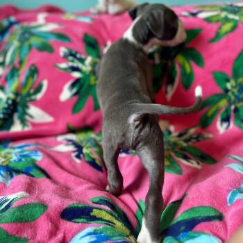 Beast -  Pit Bull Terrier and Boxer Dog for Adoption in New Orleans, Louisiana - Beast | PetCurious