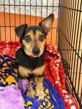 Mixed Breed Dogs Available for Adoption in Hyde Park, New York - Daisy | PetCurious