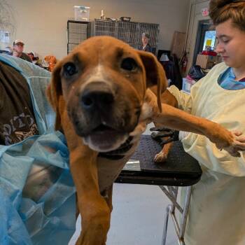 Clancy -  Mixed Breed Dog for Adoption in Huntington, West Virginia - Clancy | PetCurious
