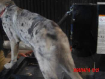 Mixed Breed Dogs Available for Adoption in Hobbs, New Mexico - Samantha | PetCurious