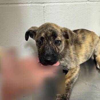 Muttsarella -  Hound Dog for Adoption in Birmingham, Alabama - Muttsarella | PetCurious