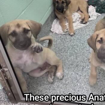 Emmitt -  Anatolian Shepherd Dog for Adoption in Plano, Texas - Emmitt | PetCurious