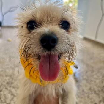 Rescue Yorkshire Terrier Dogs for Adoption in Humacao, Humacao - Luna | PetCurious