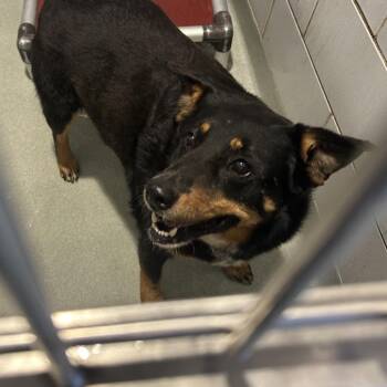 Bonnie -  Mixed Breed Dog for Adoption in Abilene, Texas - Bonnie | PetCurious
