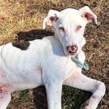 Rescue Pit Bull Terrier Dogs for Adoption in Brownsboro, Alabama - Niko | PetCurious