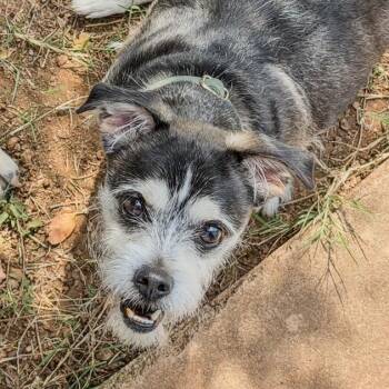 Fang -  Miniature Schnauzer and Chihuahua Dog for Adoption in Marble Falls, Texas - Fang | PetCurious