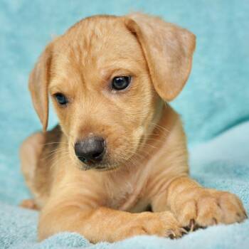 Buddy -  Beagle and Mixed Breed Dog for Adoption in Huntsville, Alabama - Buddy | PetCurious