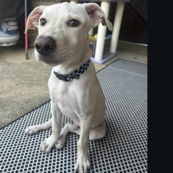 Terrier Dogs Available for Adoption in Montgomery, Alabama - Wallace | PetCurious