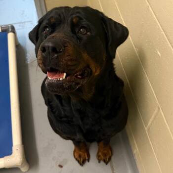 Mixed Breed Dogs Available for Adoption - 02/18/2026-Stray-VictoryDrive | PetCurious