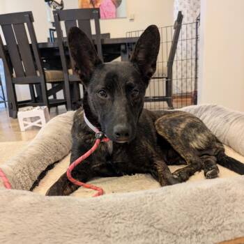Daisy Jane -  Tennessee Treeing Brindle Dog for Adoption in San Diego, California - Daisy Jane | PetCurious