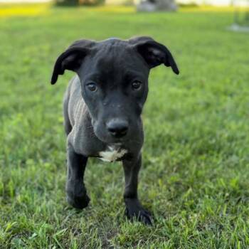 Roper -  Labrador Retriever and Mixed Breed Dog for Adoption in Dysart, Iowa - Roper | PetCurious