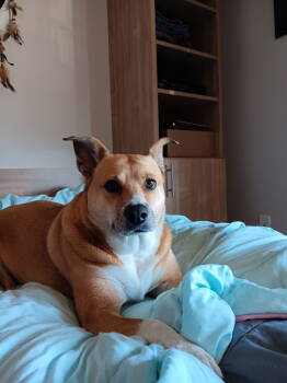 Rescue Shepherd Dogs for Adoption in St. Helens, Oregon - Nova | PetCurious