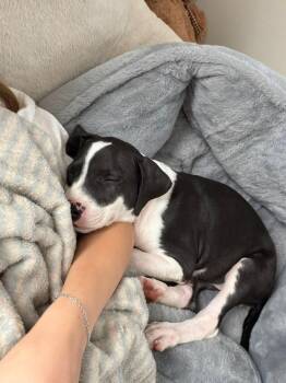 Martina -  Retriever Dog for Adoption in Valley Stream, New York - Martina | PetCurious