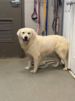 Paul -  Great Pyrenees Dog for Adoption in Hopkinsville, Kentucky - Paul | PetCurious