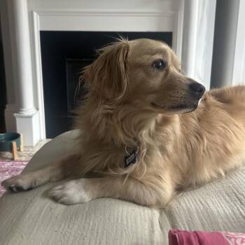 Bones 14636 -  Golden Retriever and Cardigan Welsh Corgi Dog for Adoption in San Francisco, California - Bones 14636 | PetCurious