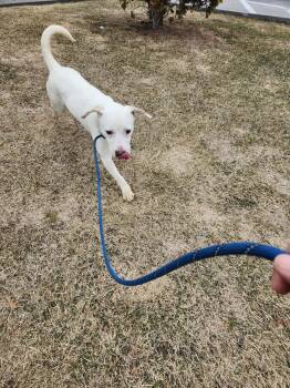 Mixed Breed Dogs Available for Adoption in Vaudreuil-dorion, Quebec - Cabbage | PetCurious