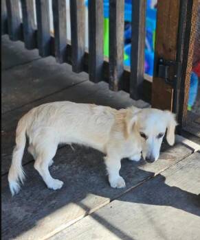 Soley in LA -  Dachshund Dog for Adoption in Cranston, Rhode Island - Soley In LA | PetCurious