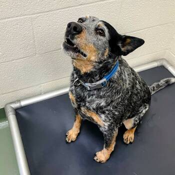 Rescue Australian Cattle Dog Blue Heeler Dogs for Adoption in Lyndhurst, Virginia - Scylla | PetCurious