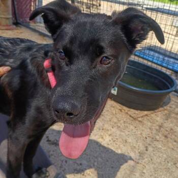 Rocco -  Shepherd and Mixed Breed Dog for Adoption in Fort Smith, Arkansas - Rocco | PetCurious