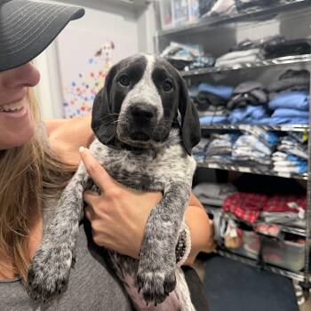 Ronaldo -  German Shorthaired Pointer and Labrador Retriever Dog for Adoption in Mahwah, New Jersey - Ronaldo | PetCurious