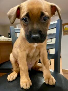 Mary Kate -  Shepherd and Labrador Retriever Dog Available for Adoption in Columbia, Illinois - Mary Kate | PetCurious