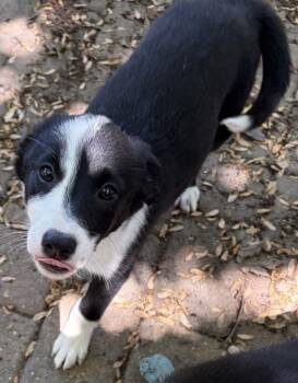 Border Collie Dogs Available for Adoption in Homewood, Illinois - Pinky Pie | PetCurious