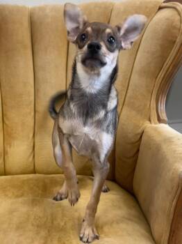Pep -  Chihuahua Dog for Adoption in Madison, Georgia - Pep | PetCurious